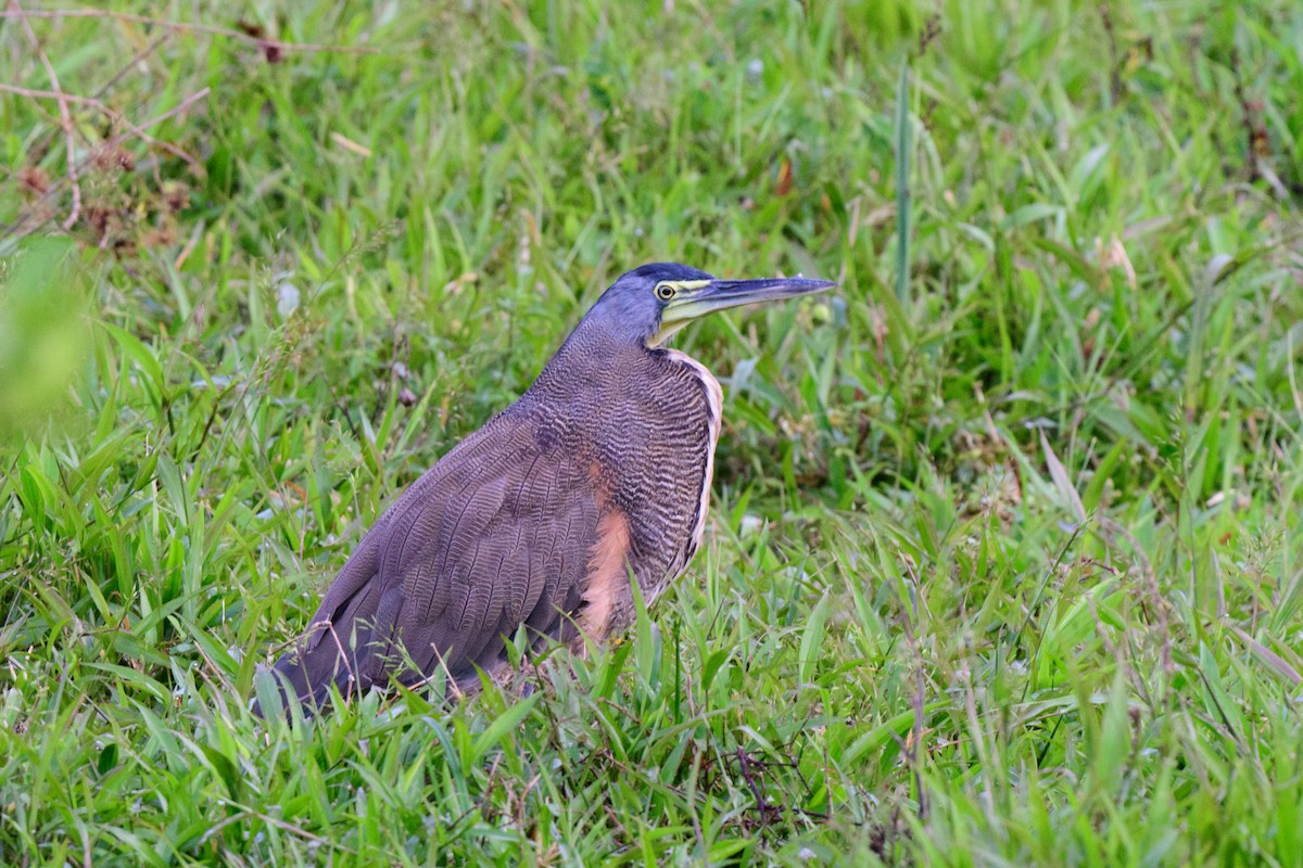 Bare-throated Tiger-Heron - ML620602879