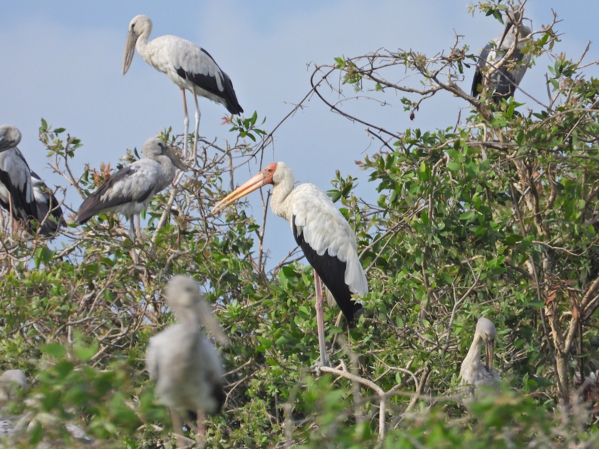 Milky Stork - ML620602883