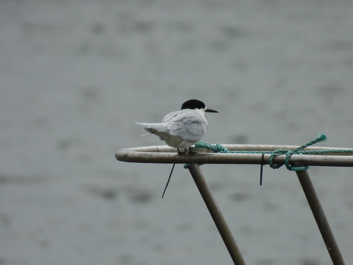 White-fronted Tern - ML620602884