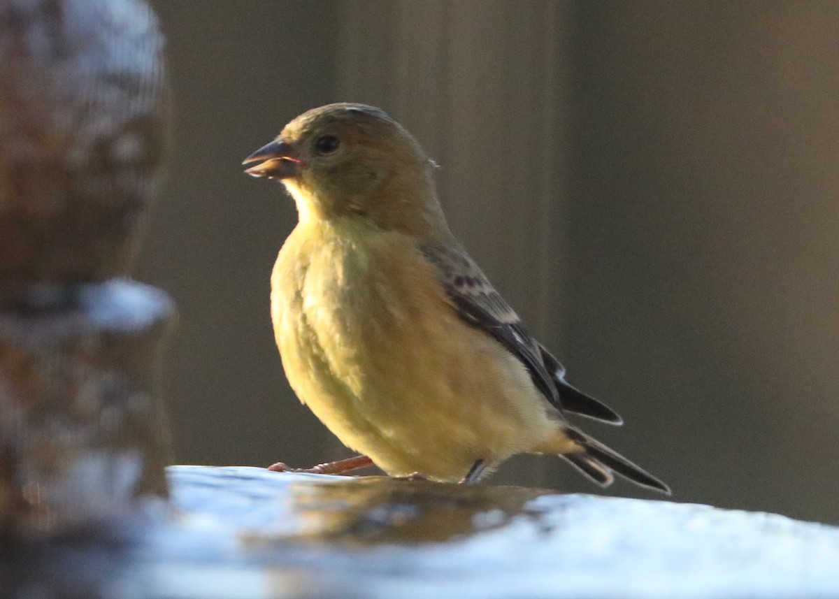 Western Tanager - ML620602887