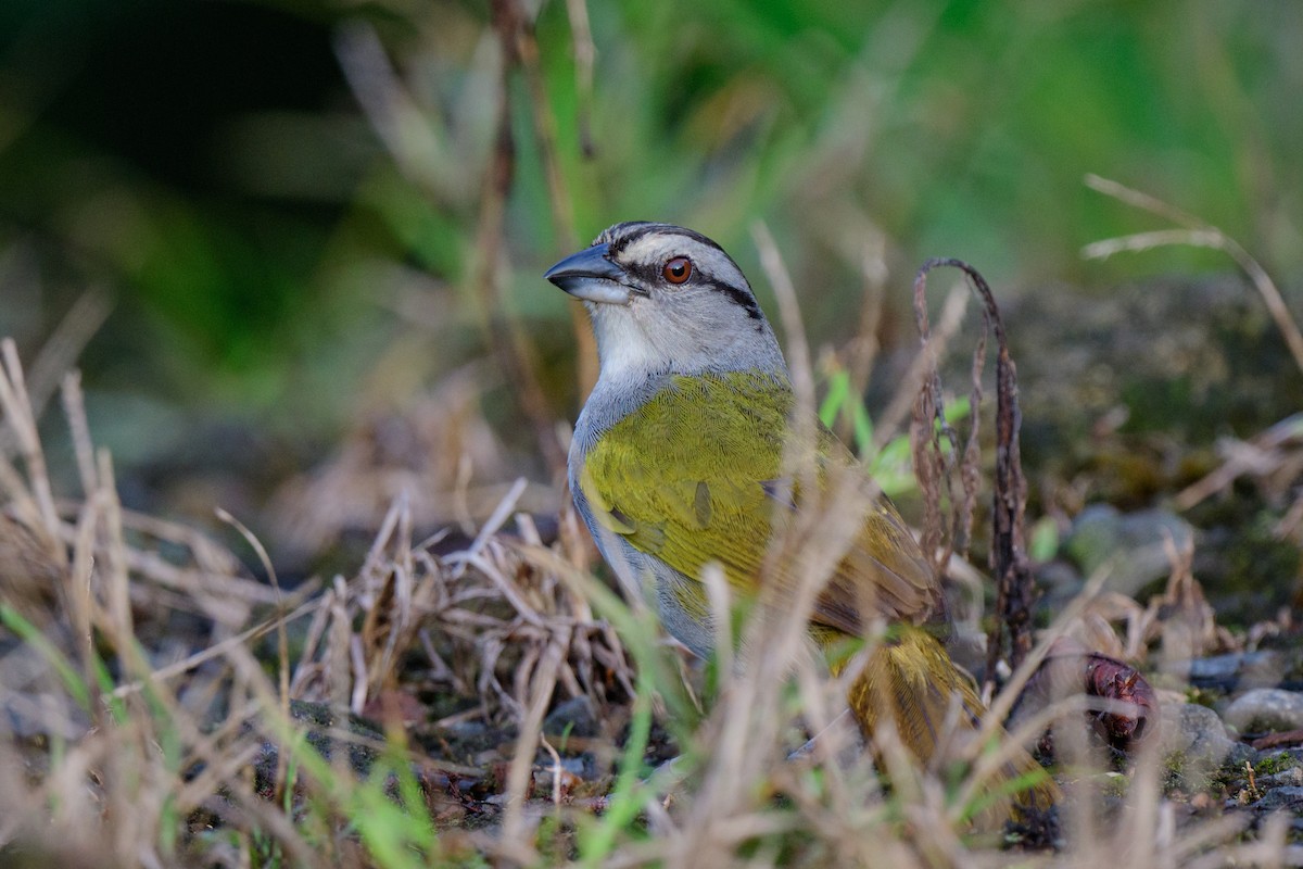 Black-striped Sparrow - ML620602891