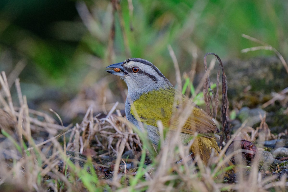 Black-striped Sparrow - ML620602893