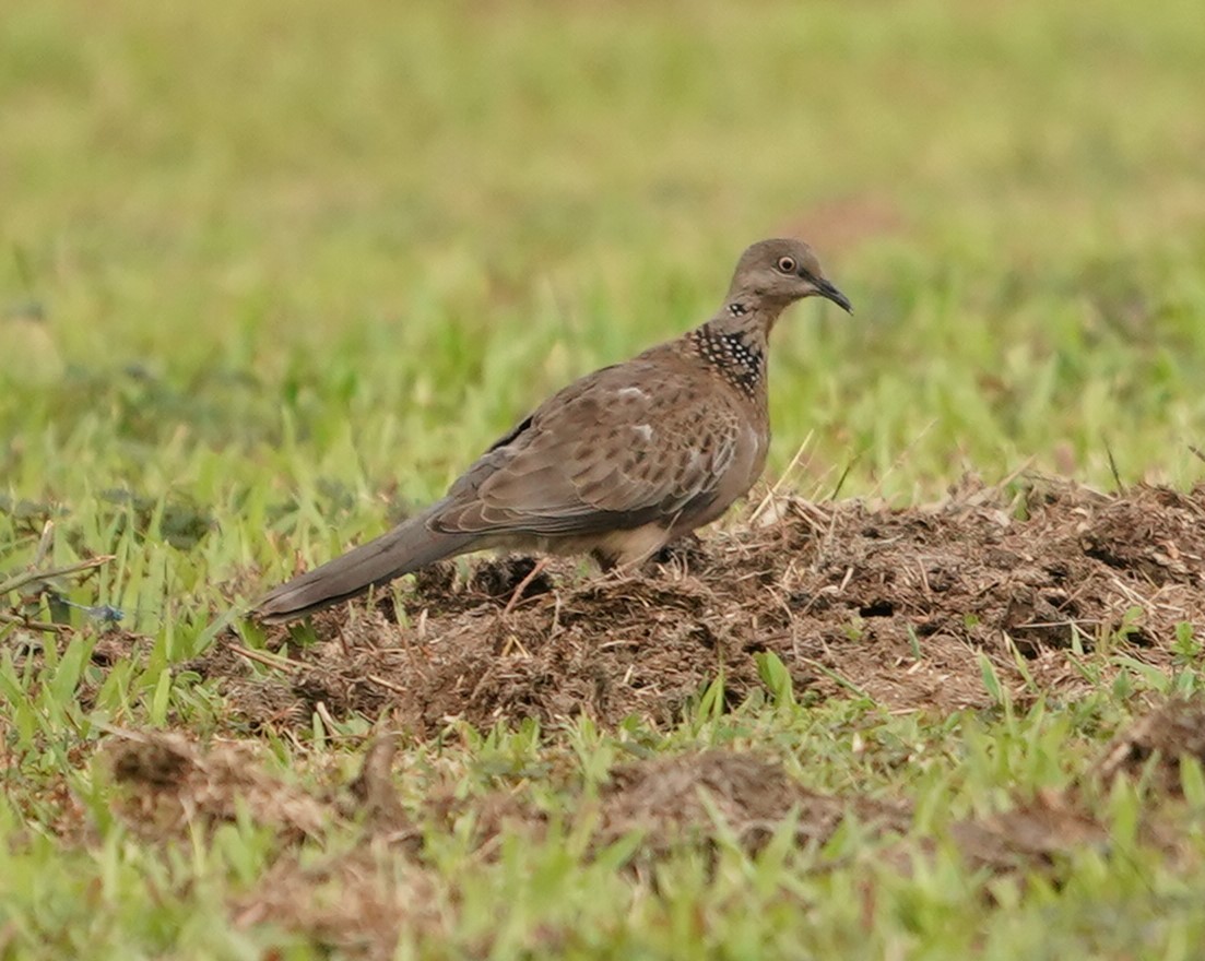Spotted Dove - Keng Keok Neo