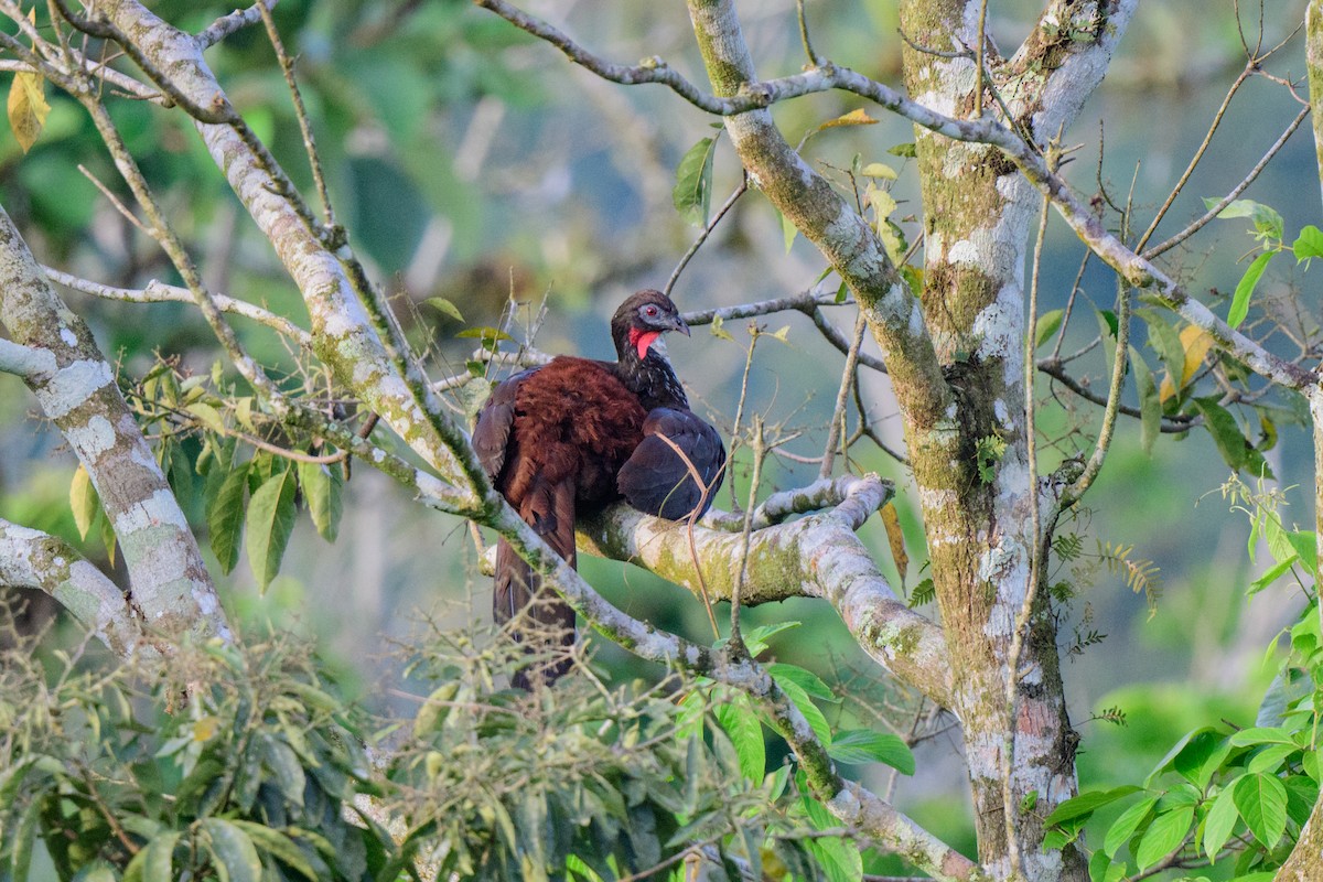 Crested Guan - ML620602896