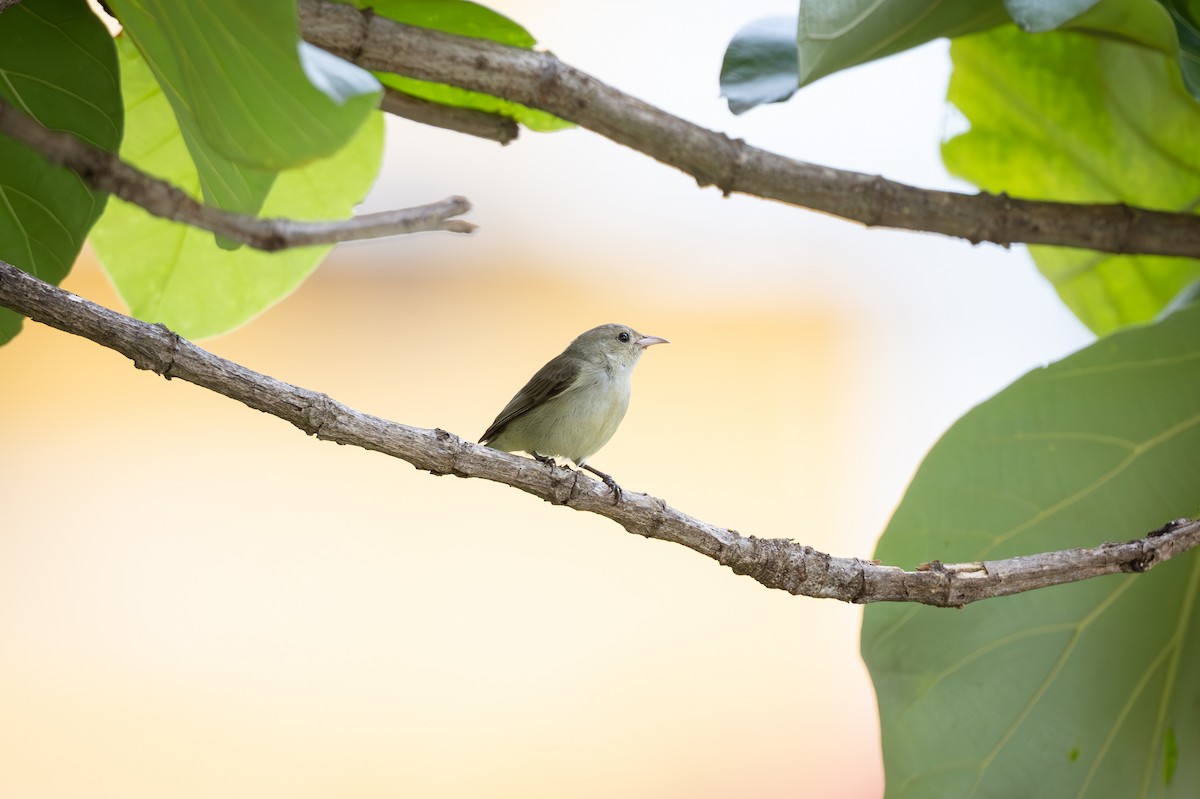 Pale-billed Flowerpecker - ML620602897