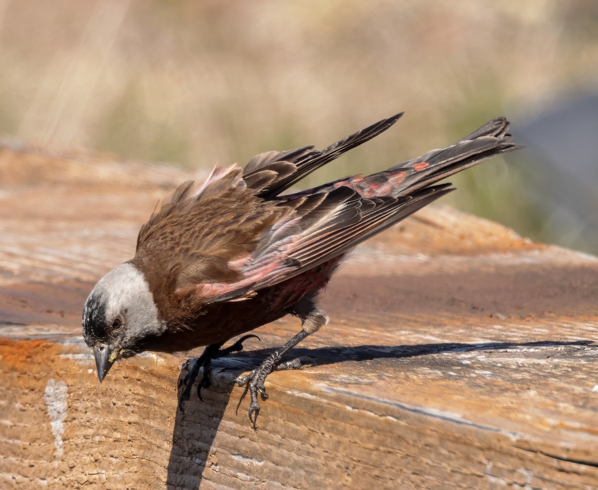 Gray-crowned Rosy-Finch (Pribilof Is.) - ML620602906
