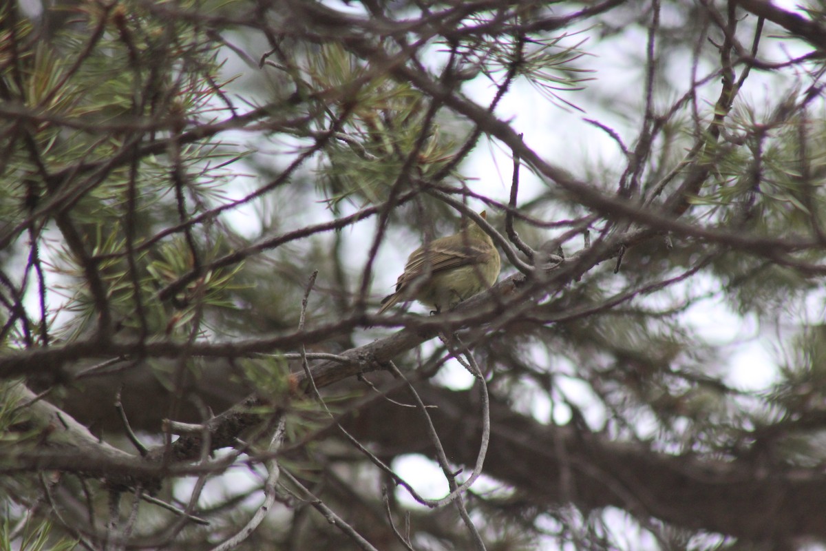 Western Flycatcher (Cordilleran) - ML620602908