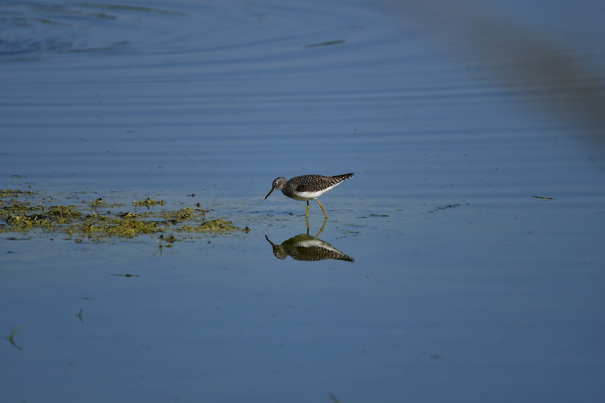 Solitary Sandpiper - ML620602912