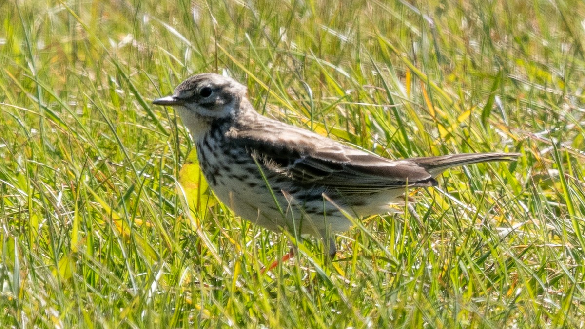 Meadow Pipit - ML620602915