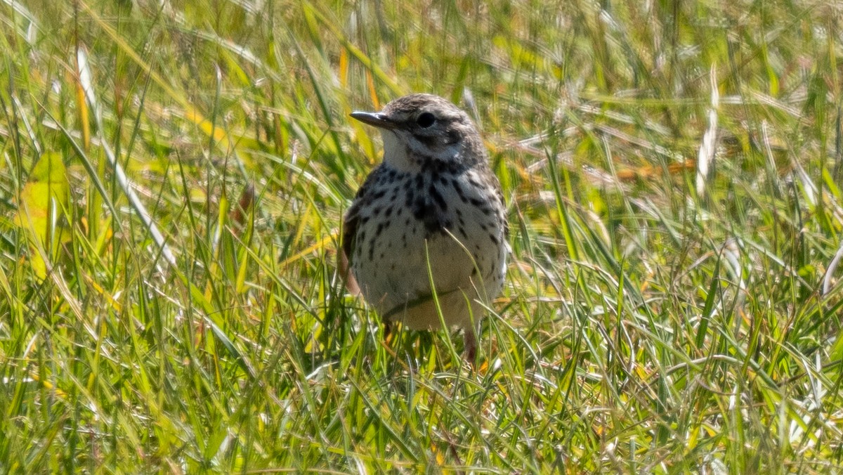 Meadow Pipit - ML620602916