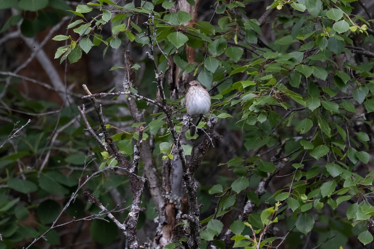 Spotted Flycatcher - ML620602917