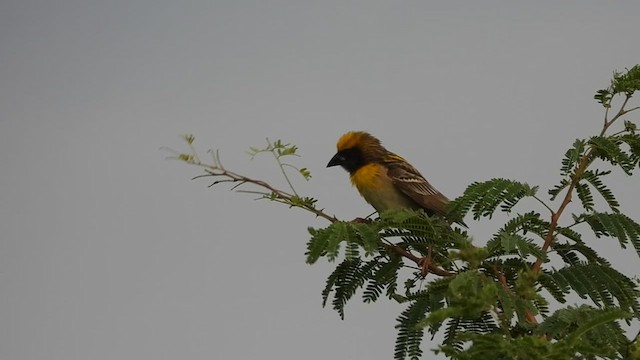 Baya Weaver - ML620602918