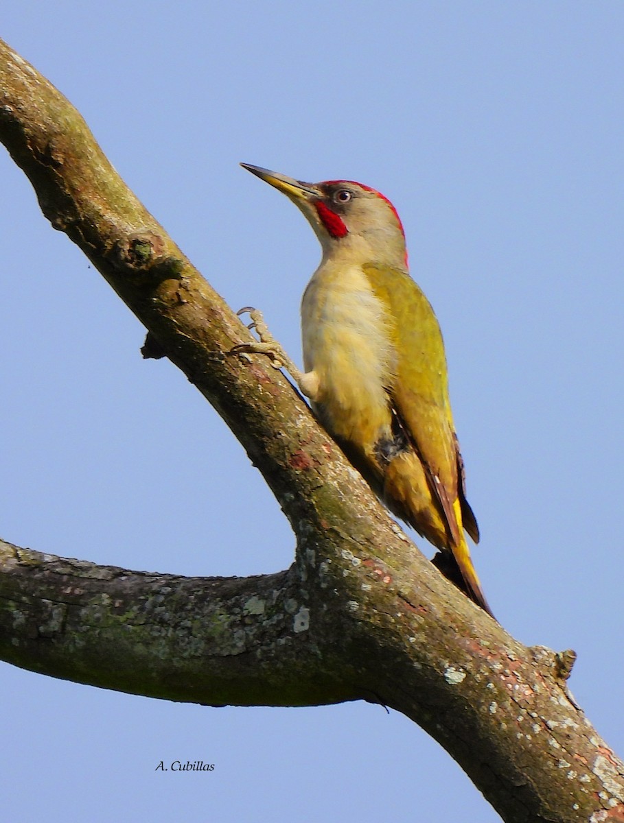 Iberian Green Woodpecker - ML620602919