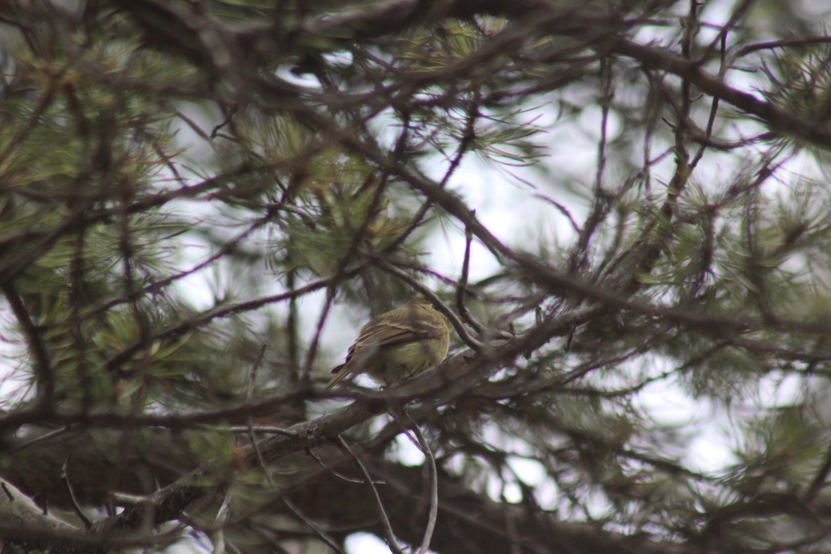 Western Flycatcher (Cordilleran) - ML620602920