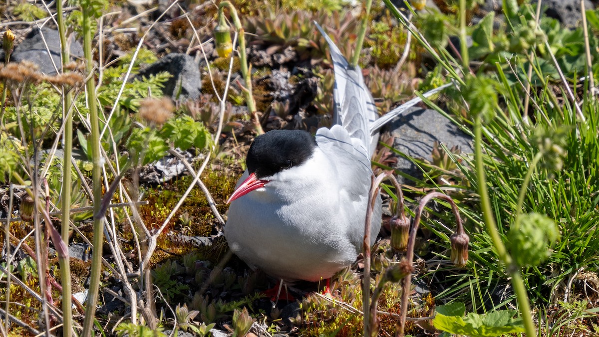 Arctic Tern - ML620602923