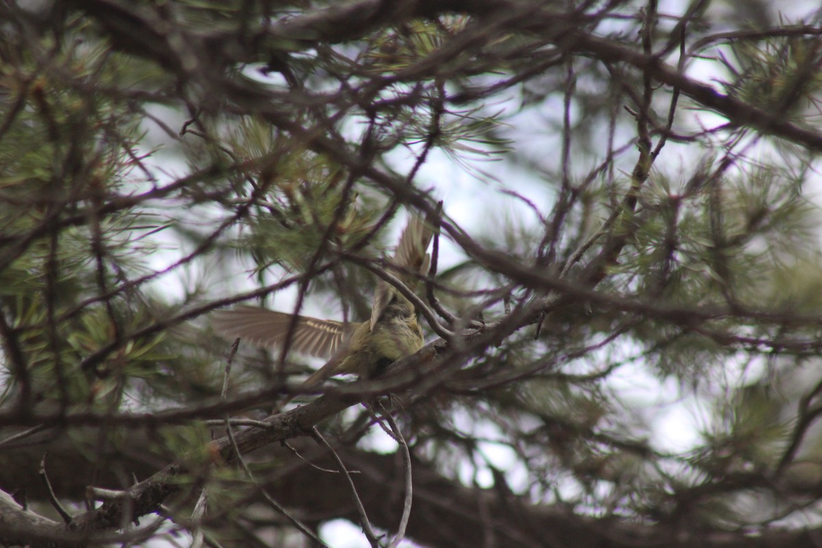 Western Flycatcher (Cordilleran) - ML620602929