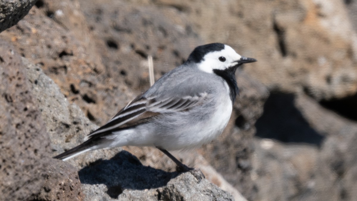 White Wagtail (White-faced) - ML620602930