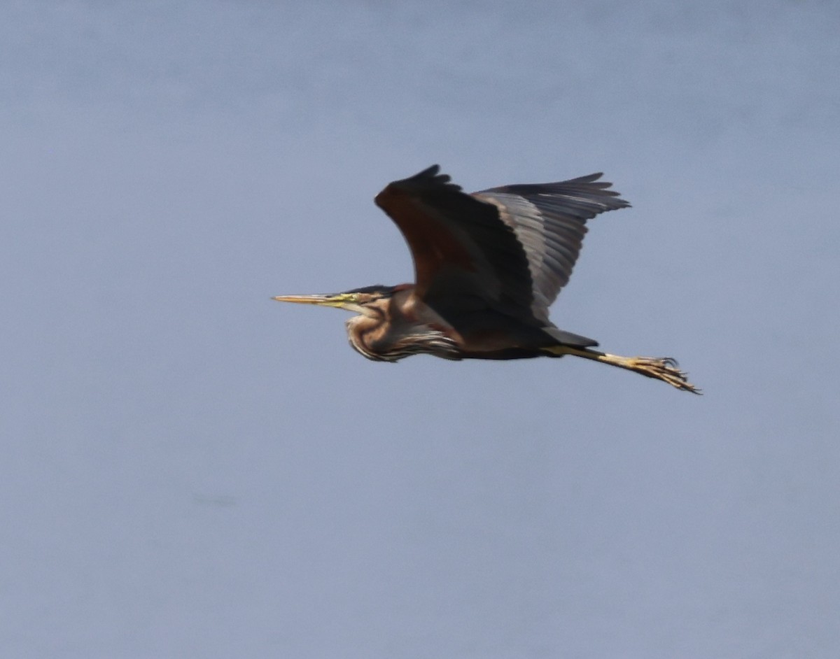 Purple Heron - ML620602931