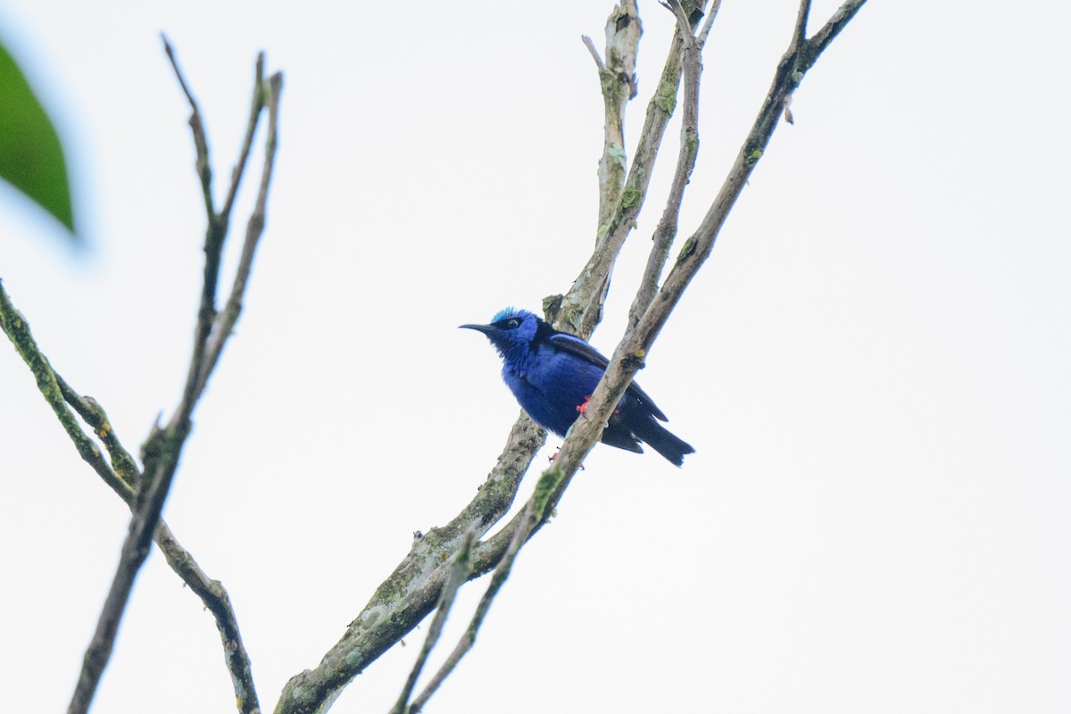 Red-legged Honeycreeper - ML620602932