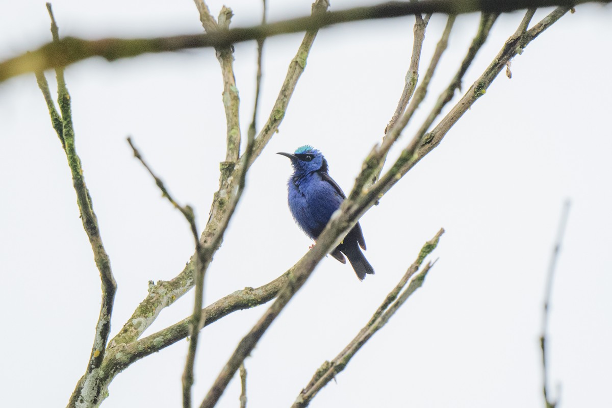 Red-legged Honeycreeper - ML620602933