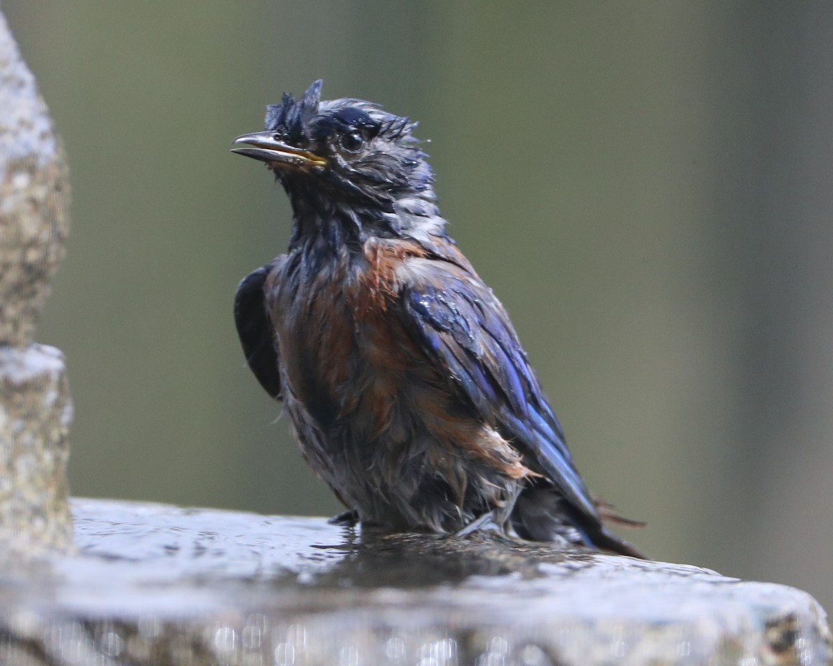 Western Bluebird - ML620602935