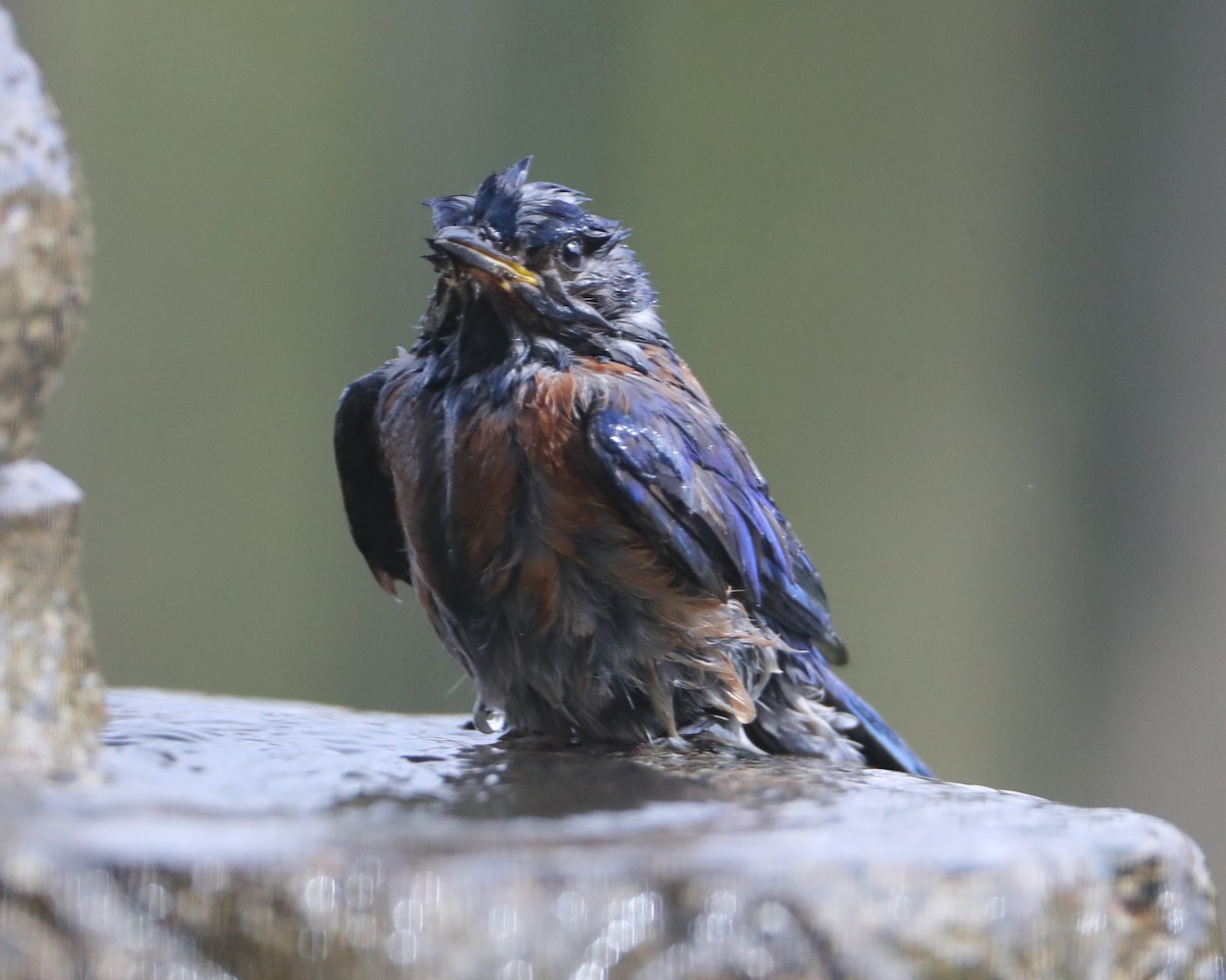 Western Bluebird - ML620602936