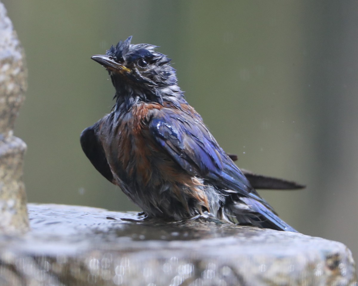 Western Bluebird - ML620602937