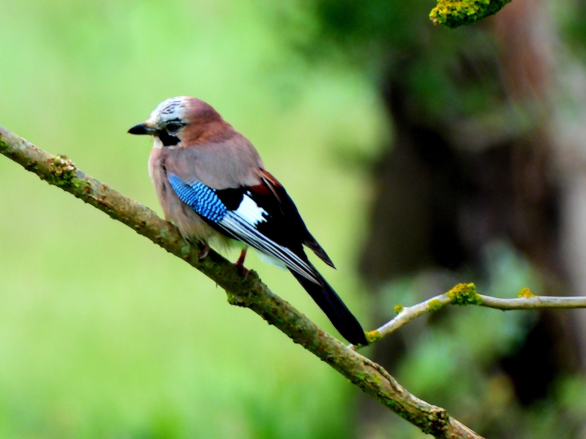 Eurasian Jay - ML620602939