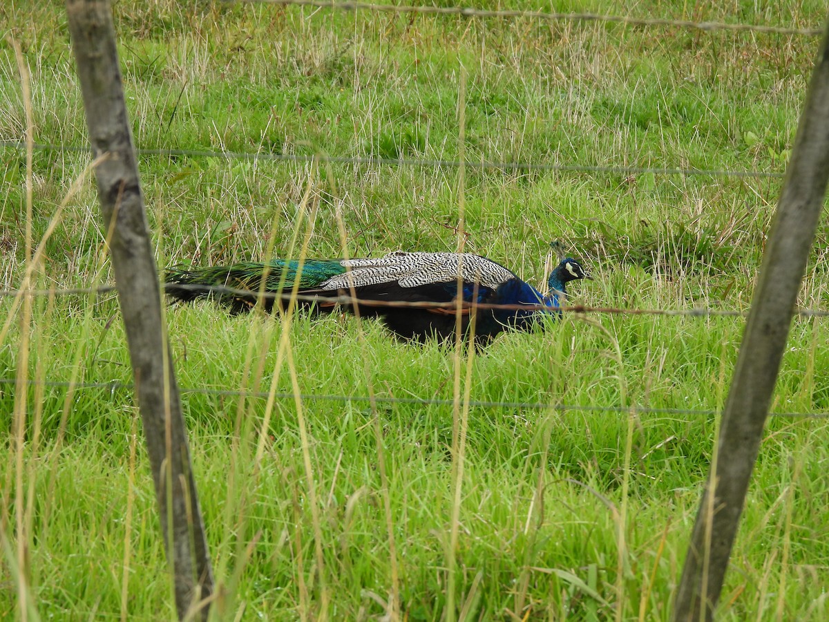 Indian Peafowl - ML620602942