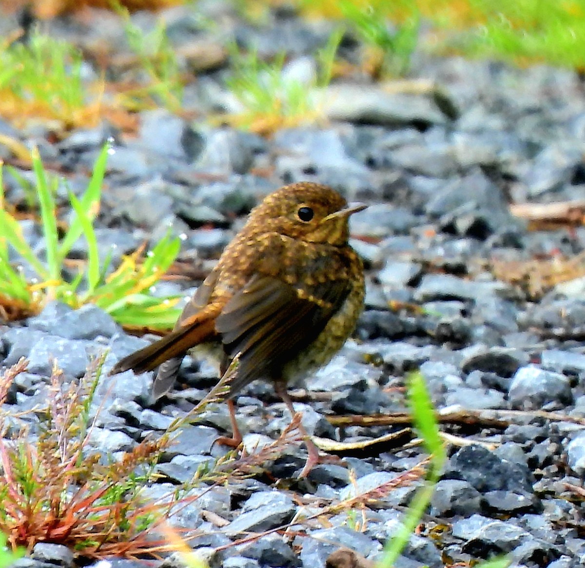 European Robin - ML620602944