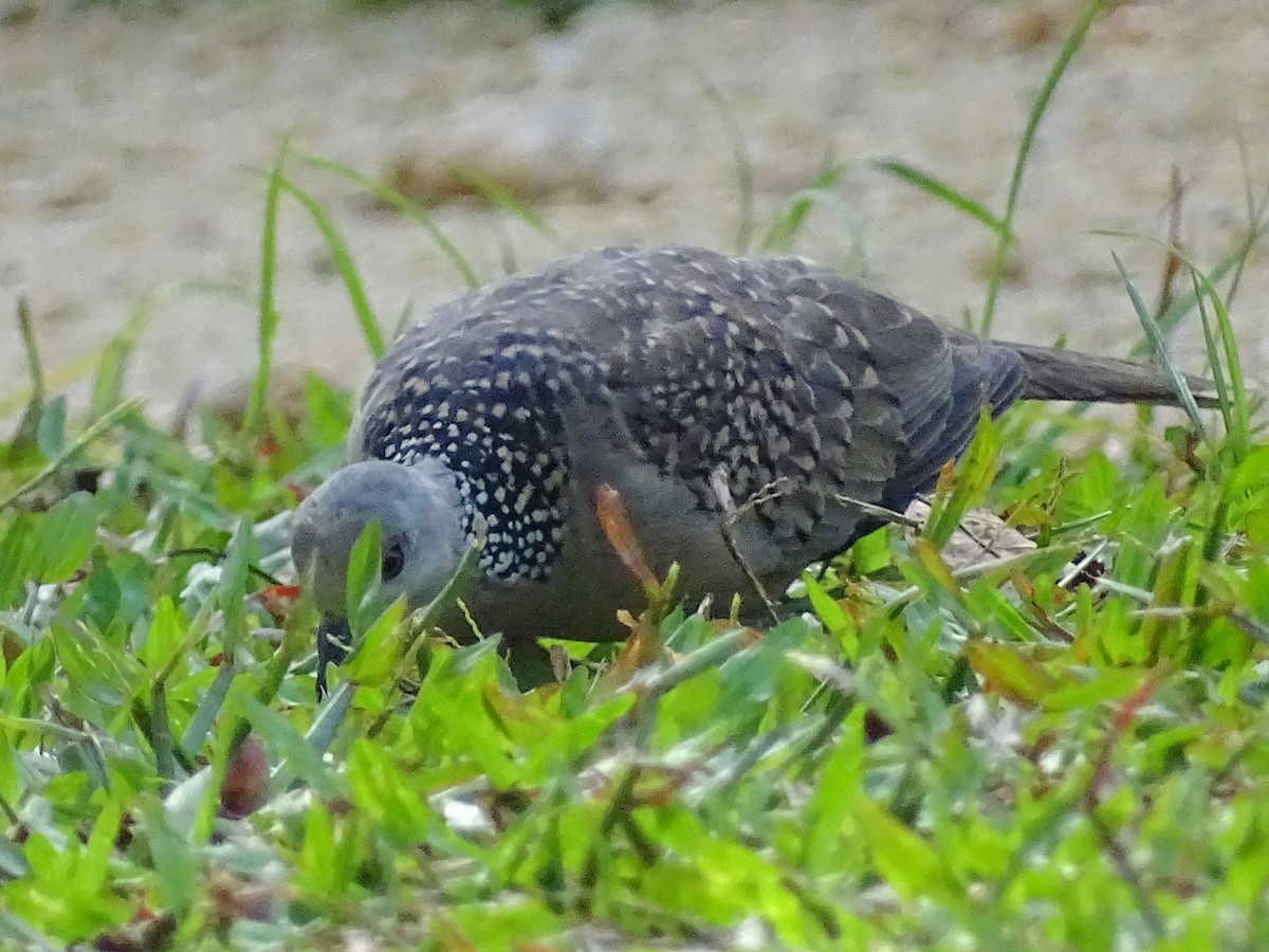 Spotted Dove - Sri Srikumar