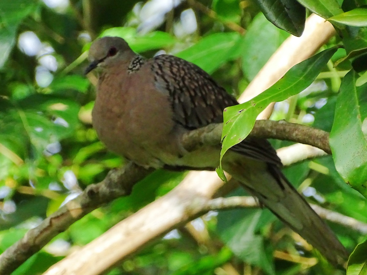 Spotted Dove - ML620602946