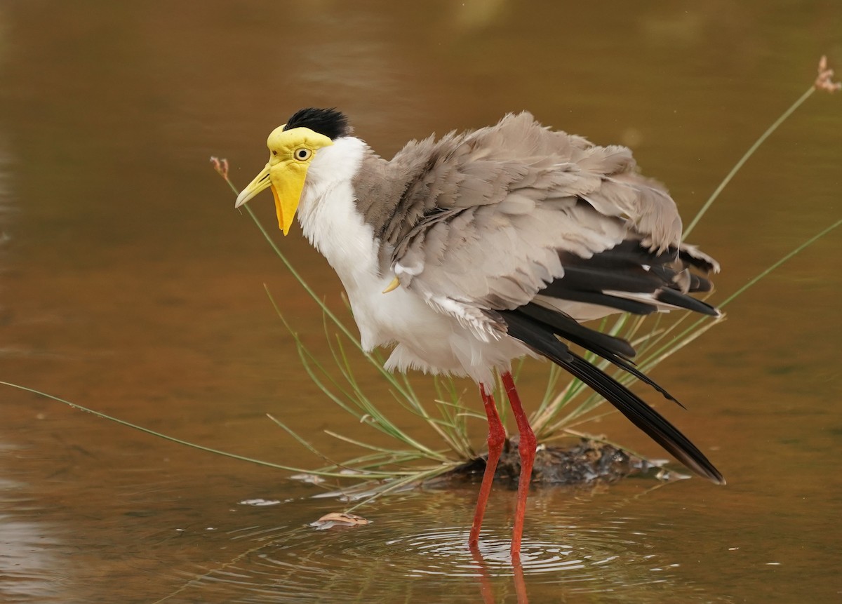 Masked Lapwing - ML620602949