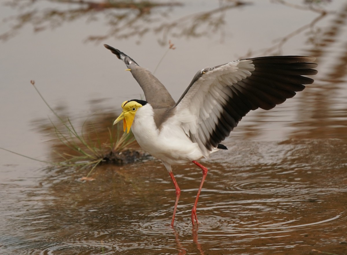 Masked Lapwing - ML620602950