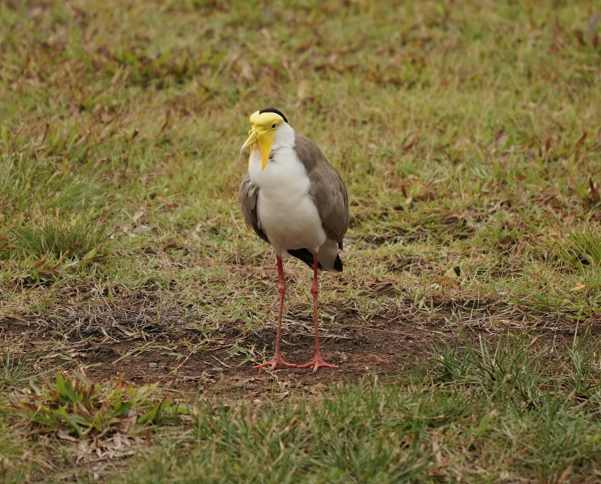 Masked Lapwing - ML620602951