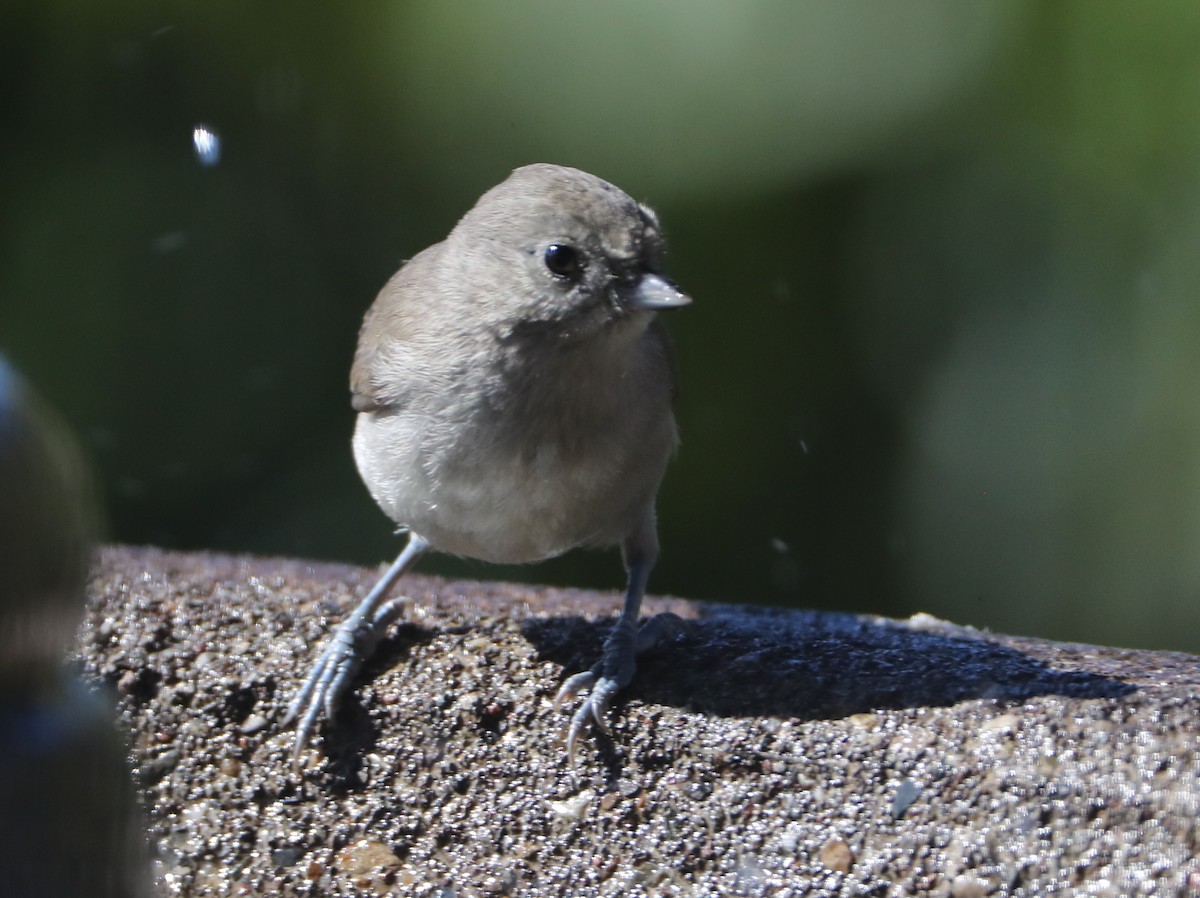 Oak Titmouse - Linda Dalton