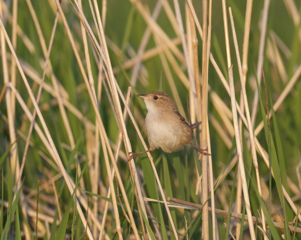 Sedge Wren - ML620602955