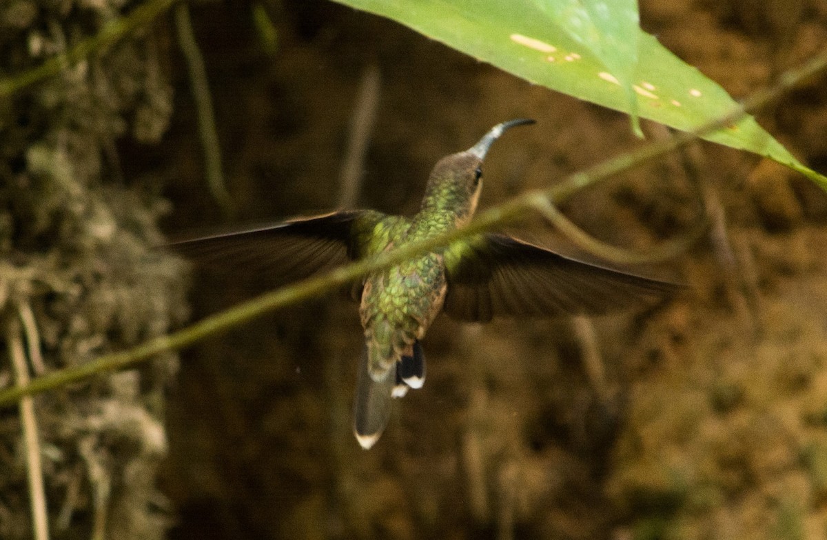 Rufous-breasted Hermit - ML620602956