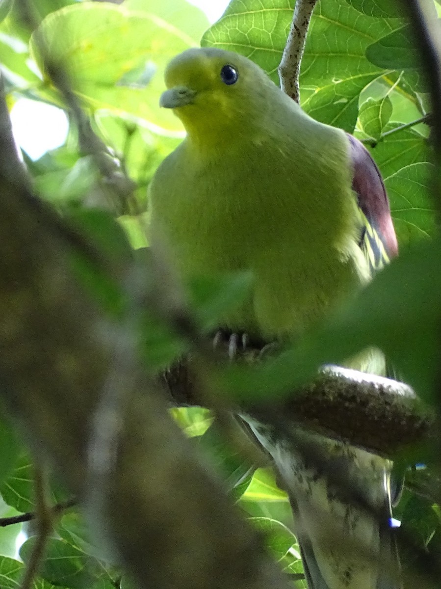 Sri Lanka Green-Pigeon - ML620602958