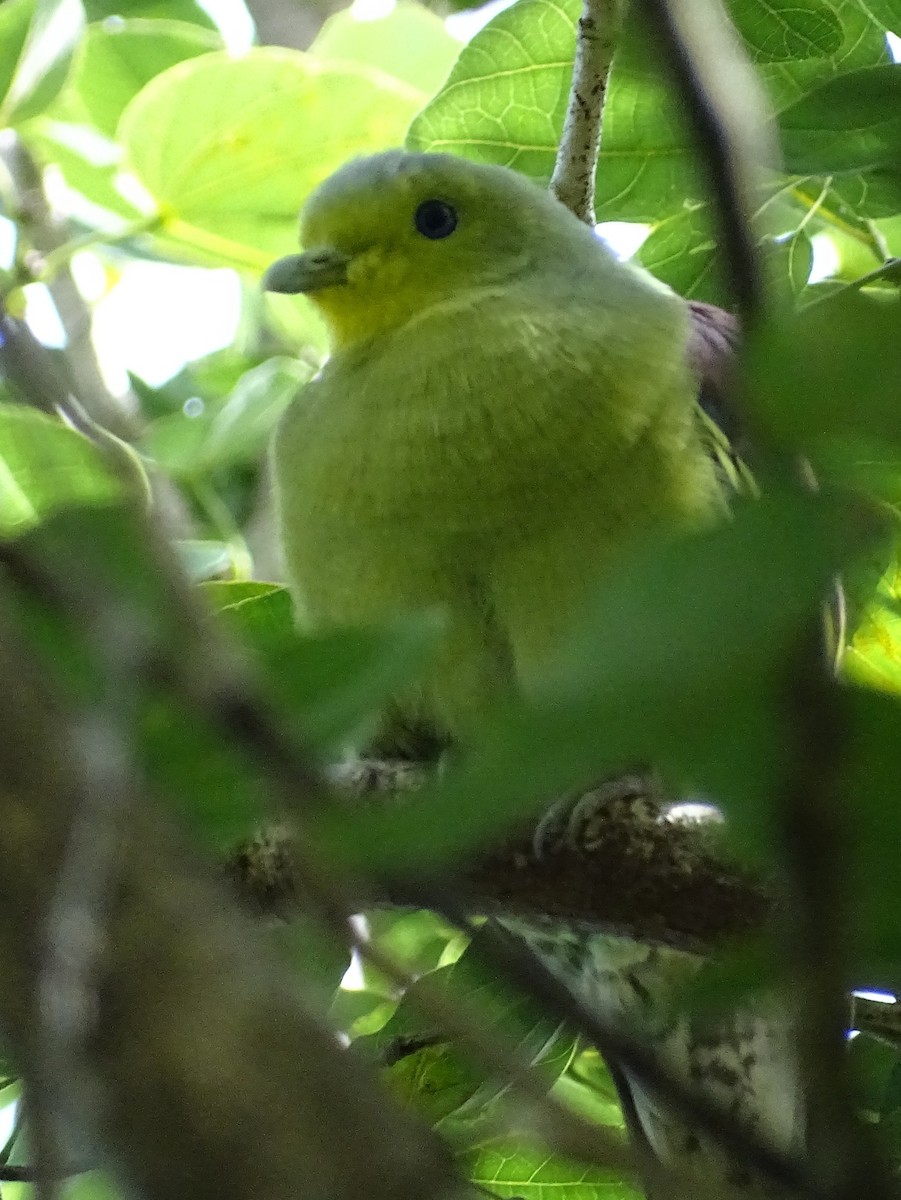 Sri Lanka Green-Pigeon - ML620602959