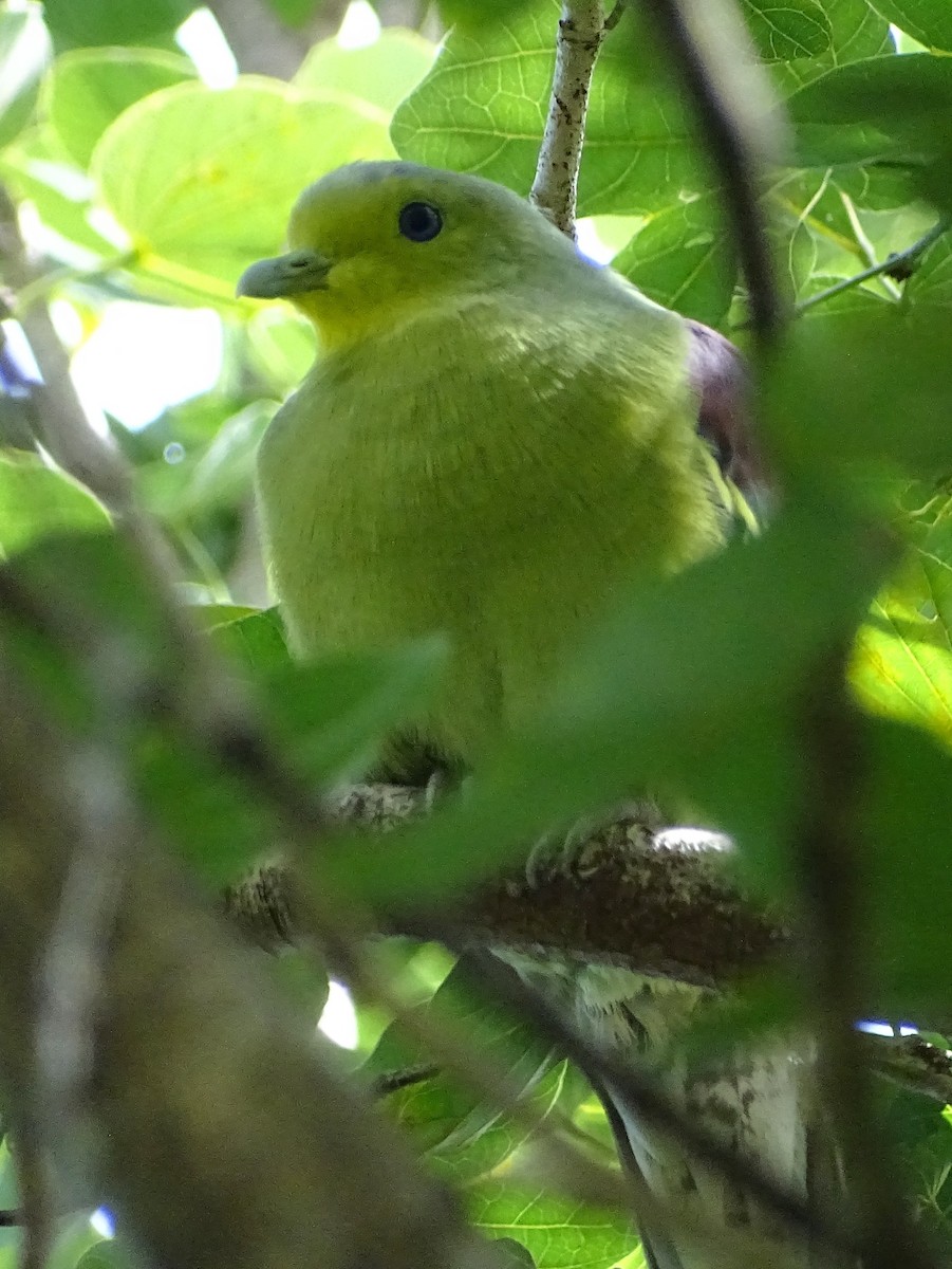 Sri Lanka Green-Pigeon - ML620602960