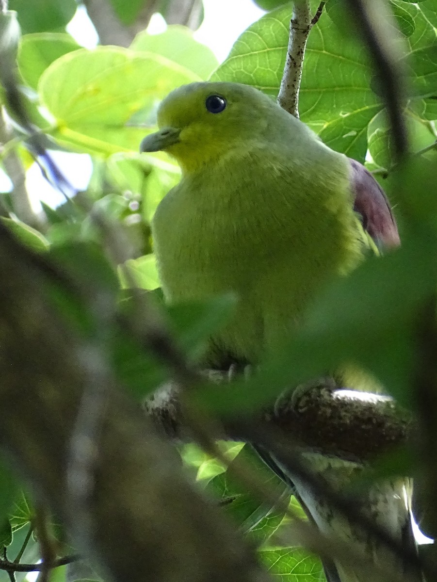 Sri Lanka Green-Pigeon - ML620602961