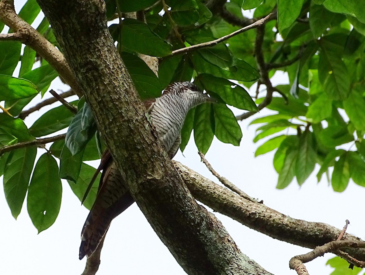 Banded Bay Cuckoo - ML620602964