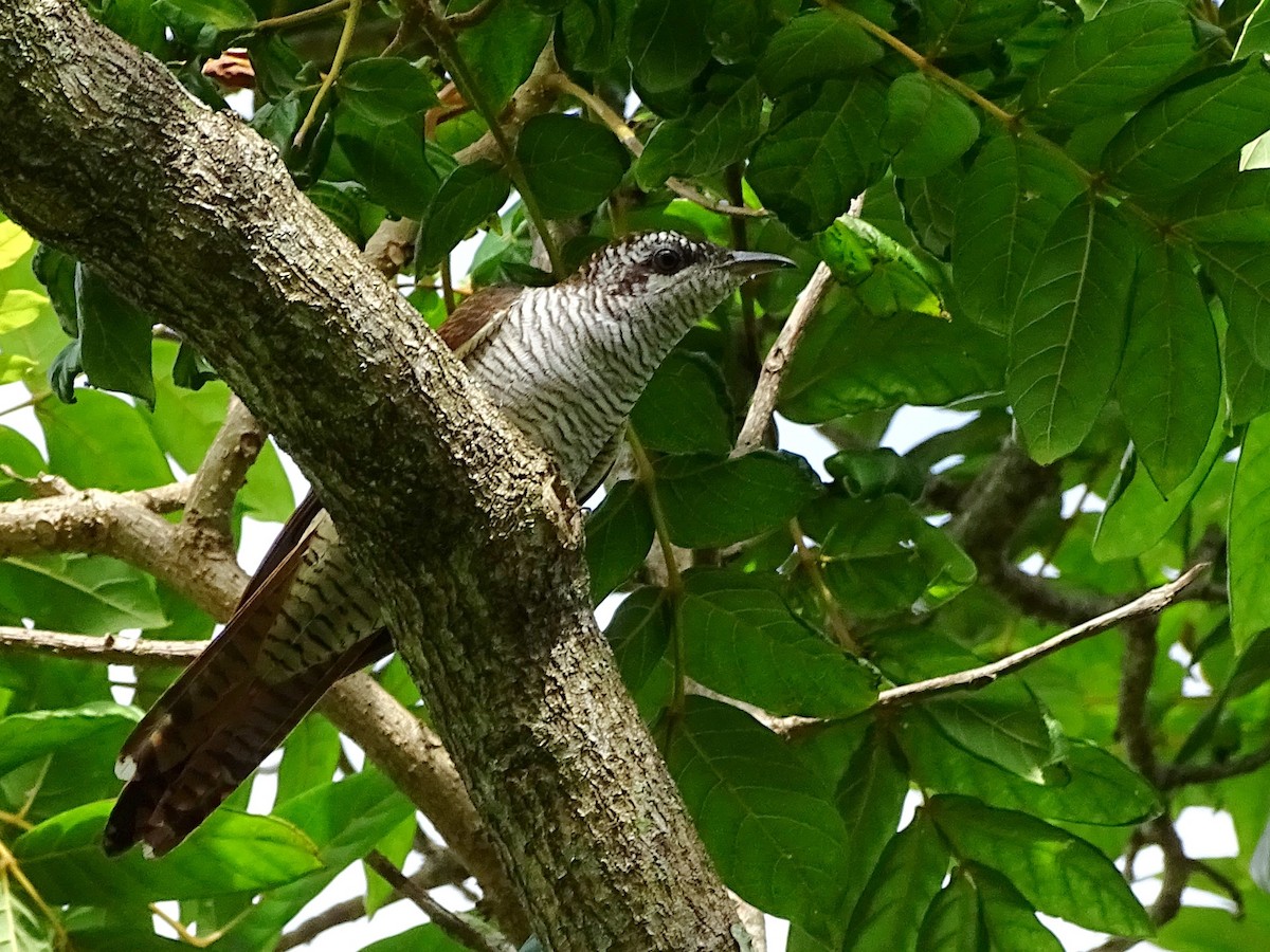 Banded Bay Cuckoo - ML620602965