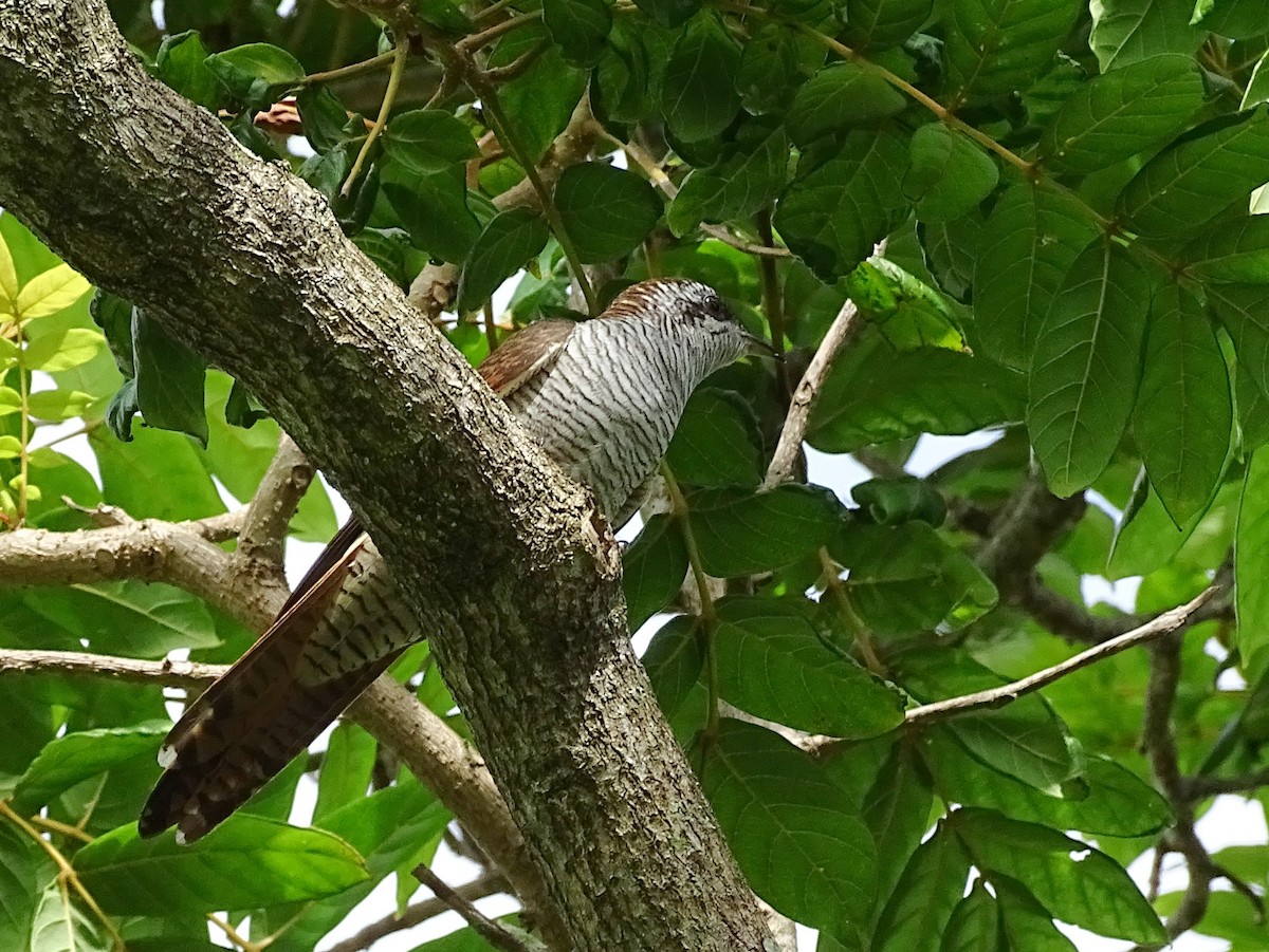 Banded Bay Cuckoo - Sri Srikumar