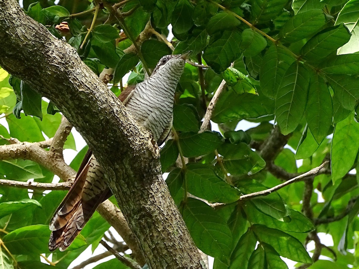 Banded Bay Cuckoo - ML620602970