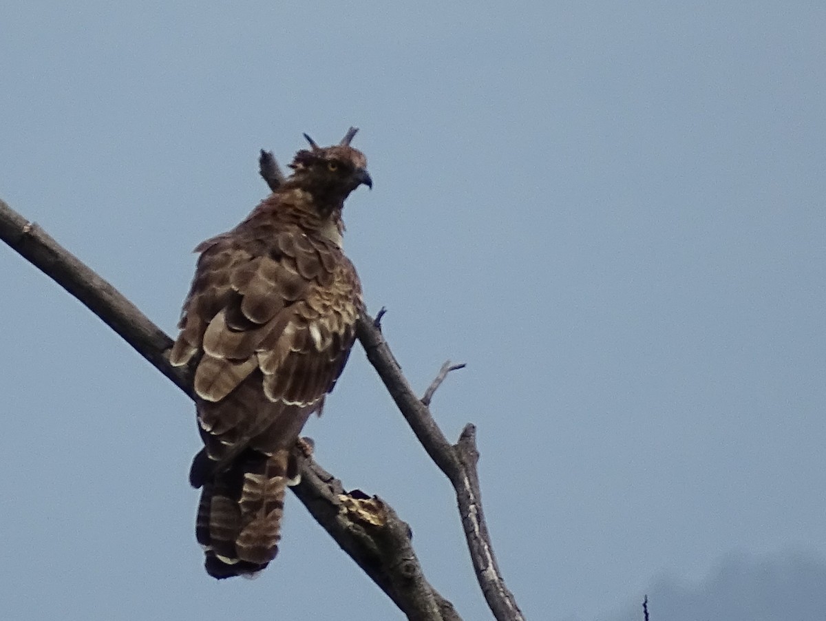 Schopfwespenbussard - ML620602974