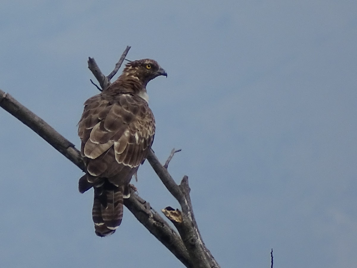 Schopfwespenbussard - ML620602976