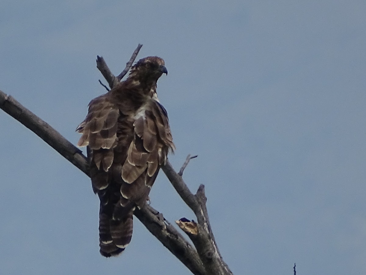 Schopfwespenbussard - ML620602979