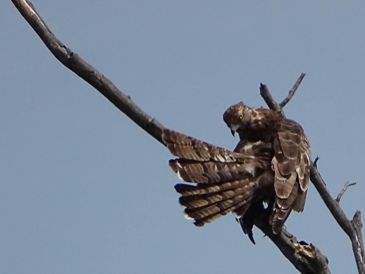 Oriental Honey-buzzard - ML620602981